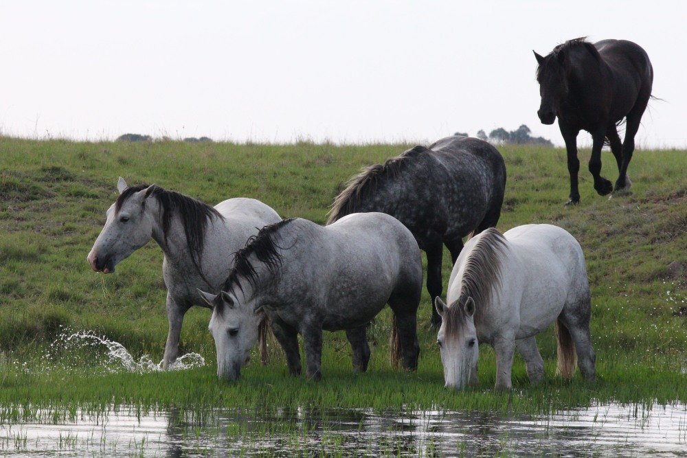 Pure bred percheron sport horses018.jpg